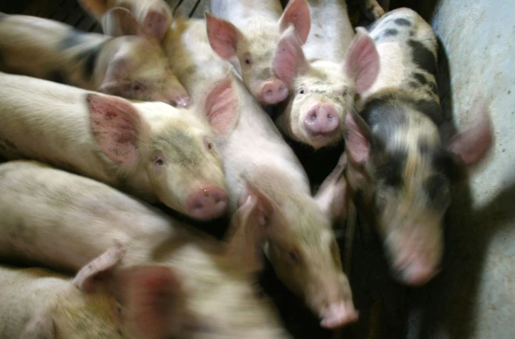 Deux militants L214 jugés pour avoir caché des caméras dans un abattoir