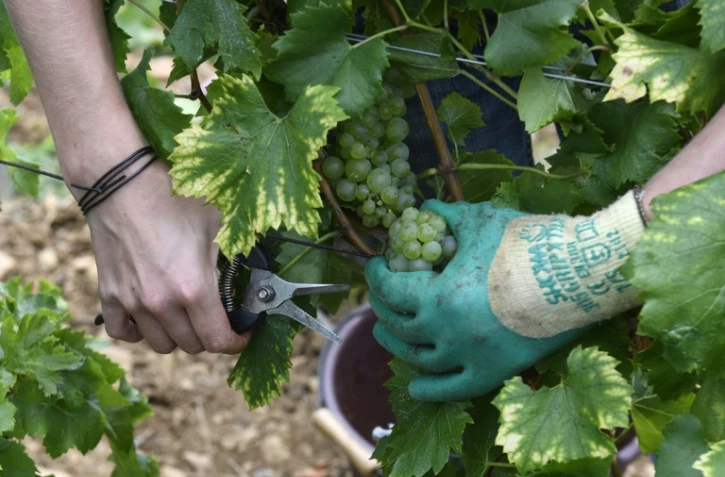Vendange dans le vignoble de St Veran à Chasselas près de Macon (est), le 23 septembre 2016