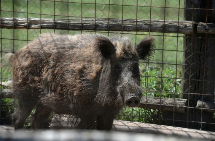 Un sanglier dans une cage dans la clinique qui accueille des animaux victimes de trafics lucratifs à Rome, le 6 juin 2016 