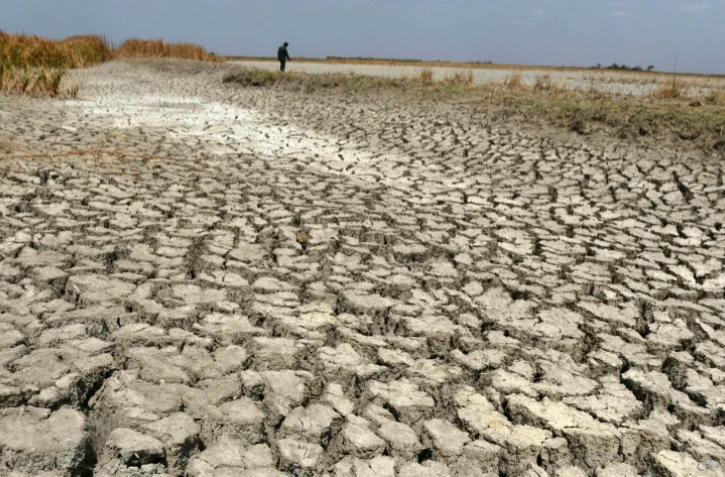 Le sanctuaire d'oiseaux de Nalsarovar, près d'Ahmedabad en Inde, durement touché par la sécheresse, le 29 mai 2016