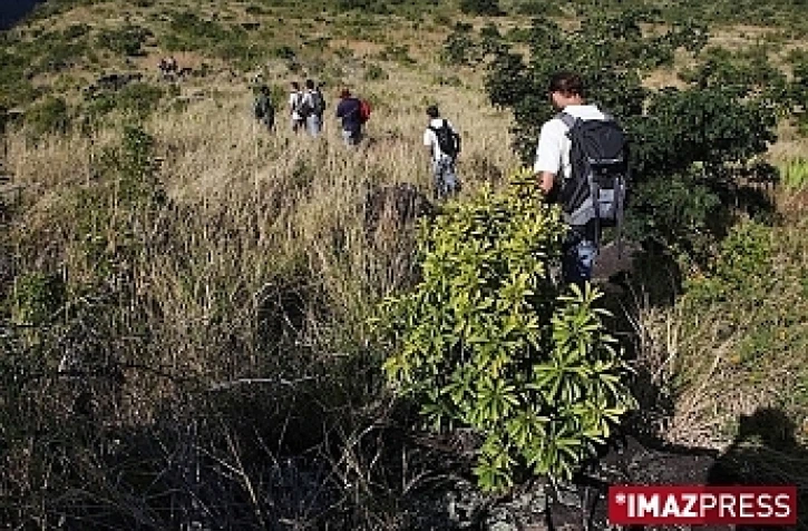 Site de reconstitution de la forêt semi-sèche de La Grande Chaloupe (photo d'archives)