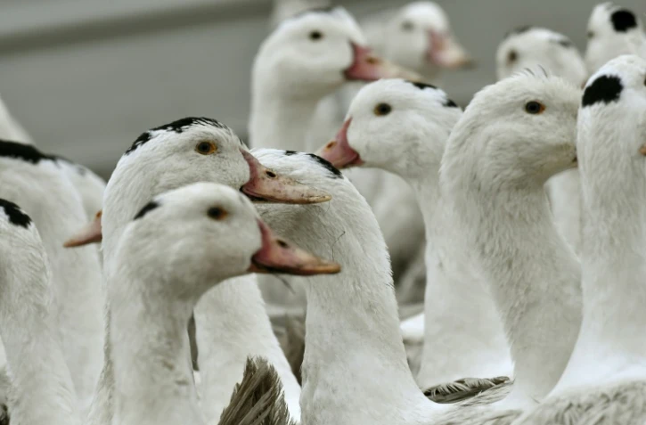 Face à la flambée du nombre d'élevages contaminés par la grippe aviaire dans le Sud-Ouest, des professionnels du foie gras poussaient jeudi les autorités sanitaires à procéder à des abattages préventifs de canards plus massifs