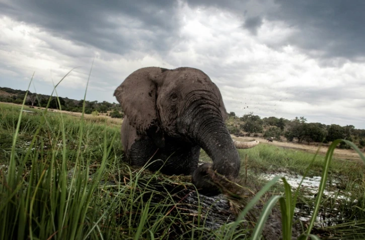 Un éléphant barbote au coucher du soleil dans les eaux de la rivière Chobe dans le parc national de Chobe au Botswana, le 20 mars 2015