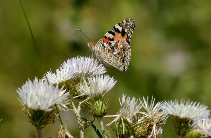 Un papillon "dame peinte" (Vanesa cardui) à Zvërnec, au sud-ouest de Tirana, le 27 mai 2024 en Albanie
