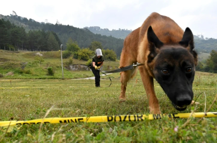 Un malinois entraîné à la détection de mines à Kojic, le 20 septembre 2020 en Bosnie