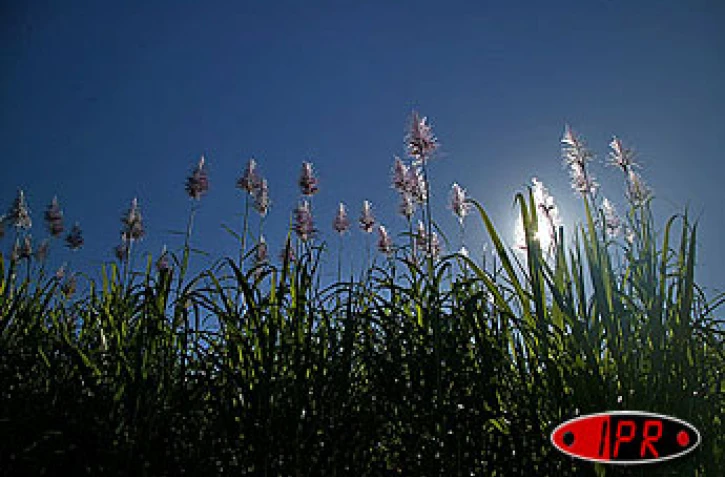 Image de cannes à sucre