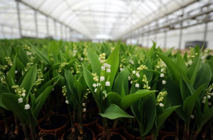 Des pots de muguet à Saint-Julien-de-Concelles près de Nantes