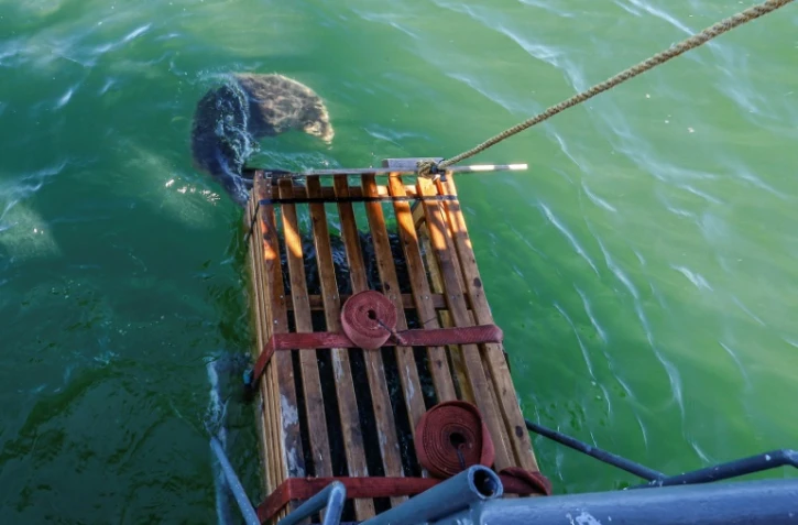 Un phoque gris relâché dans la mer Baltique, à 20 km de Klaipeda, le 2 juillet 2025 en Lituanie