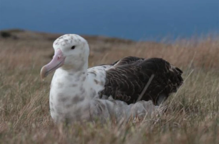 Albatros d'Amsterdam - Photo: Cédric Marteau