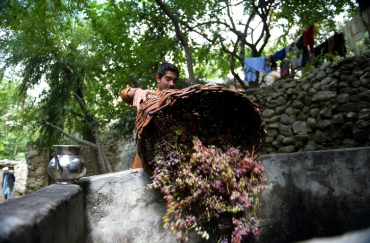 Récolte du raisin le 27 septembre 201 dans le village de Sher Qilla au Pakistan
