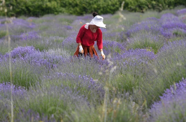 Un champ de lavande à Koplik, le 11 juin 2021 en Albanie