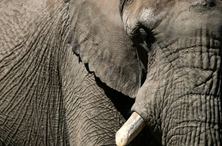 Un éléphant du parc animalier de Thoiry, le 29 mai 2020