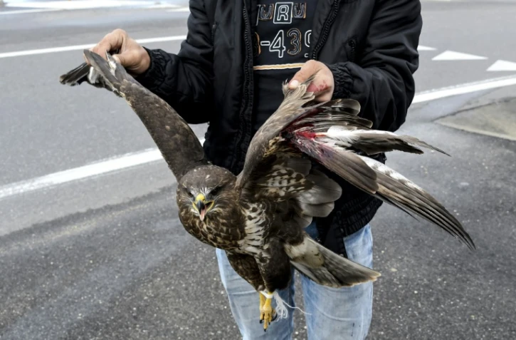 Un Albanais vend une buse variable blessée aigle blessé au bord de la route nationale près de Tirana, en Albanie, le 8 novembre 2017