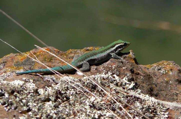 Lézard vert des hauts - (Photo: Parc national de La Réunion - Stéphane Di Mauro)