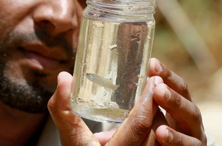 Abdallah Oshoush, un expert en environnement travaillant dans la réserve de Fifa, à 140 km au sud-ouest d'Amman, tient un bocal avec un poisson en voie d'extinction, appelé la carpe de la mer Morte, le 2 juin 2021 