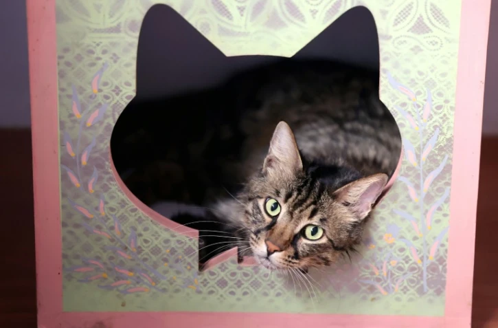 Un chat persan au musée-café "Miaouseum", le 30 mai 2023 à Téhéran, en Iran