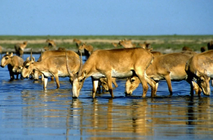 Des antilopes saïga dans un lac près d'Almaty, au Kazakhstan, le 14 mai 2021.