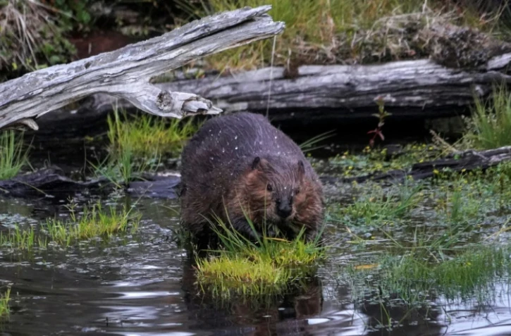 Un castor dans une forêt près de Puerto Williams (Chili), le 5 février 2020