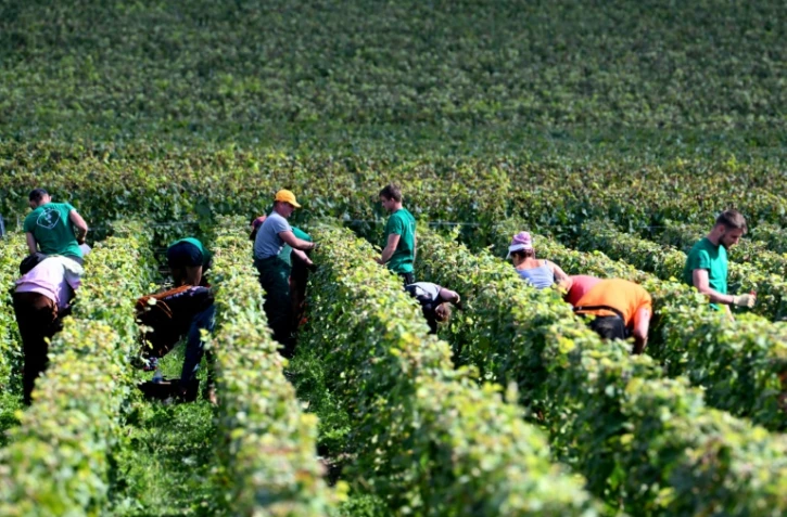 Des vendangeurs récoltent du raisin dans un vignoble de Hautvillers, en Champagne, le 16 septembre 2024