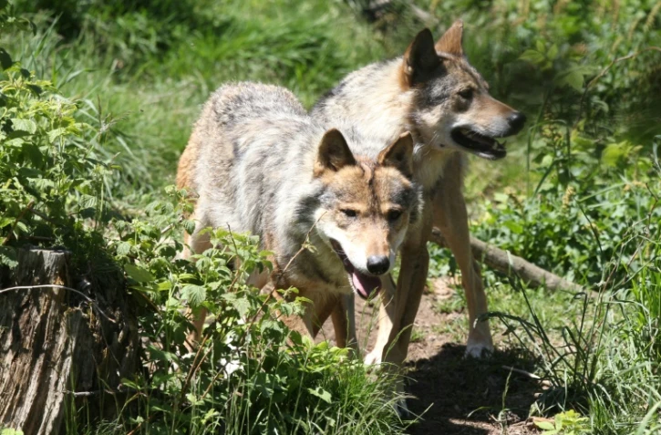 Loups au parc animalier des Angles, le 18 juin 2015