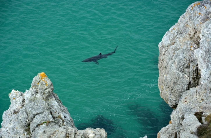 Image d'un requin pèlerin diffusée le 7 août 2018 par l'APECS (Association pour l'étude et la conservation des sélaciens)