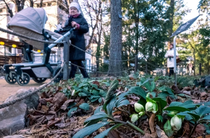 Des plantes au parc botanique de Moscou le 20 décembre 2019