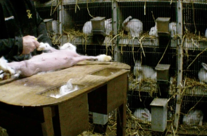 Photo non datée fournie par l'association de défense des droits des animaux One Voice montrant un lapin angora en train d'être tondu près de clapiers dans un lieu inconnu