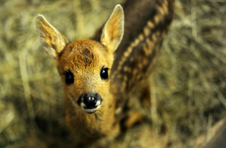 Un faon photographié le 16 mai 2017 au centre de sauvegarde de la faune sauvage "Volée de piafs" à Languidic, près de Lorient dans l'ouest de la France