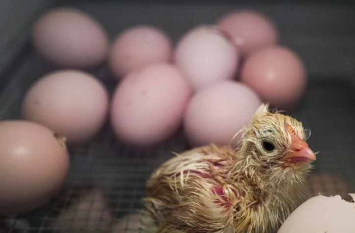 Un poussin venant tout juste d'éclore dans un incubateur du laboratoire de la clinique universitaire de Dresde Dresde en Allemagne, le 14 avril 2016