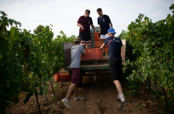 Vendange dans les vignes du domaine Torre del Veguer, le 25 août 2021 à Sant Pere de Ribes, près de Barcelone, en Catalogne