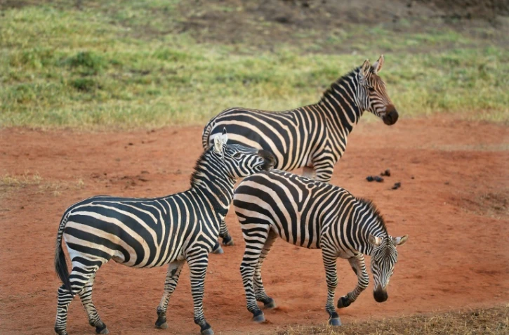Des zèbres dans la réserve de Tsavo, près de Voi, au Kenya, le 16 février 2017