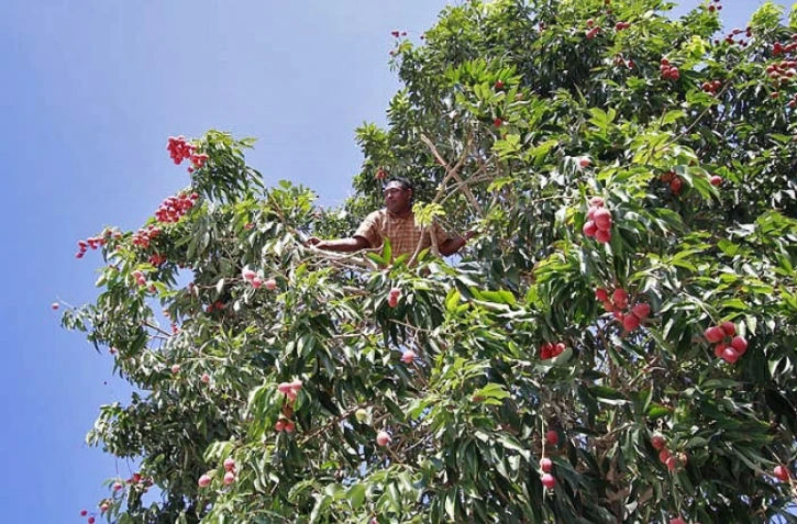 Vendredi 26 Novembre 2010

Cueillette des premier letchis