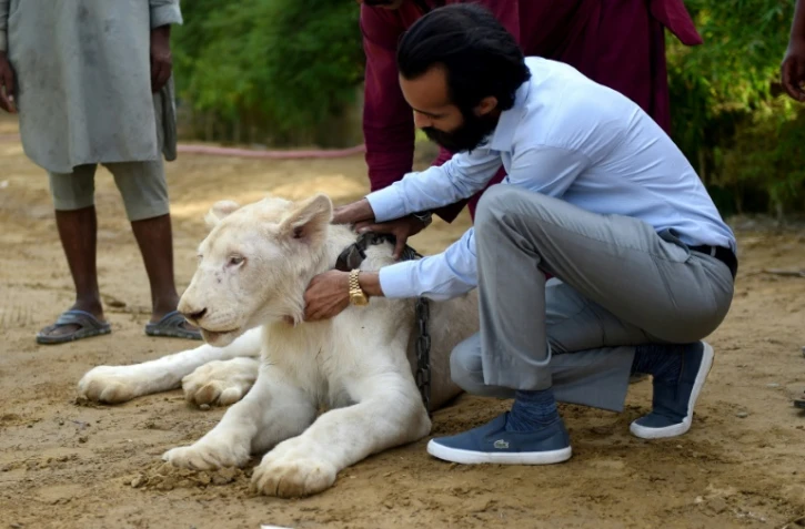 Bilal Mansoor Khawaja caresse l'un des lions blancs de son zoo privé, le 20 mai 2019 à Karachi, au Pakistan