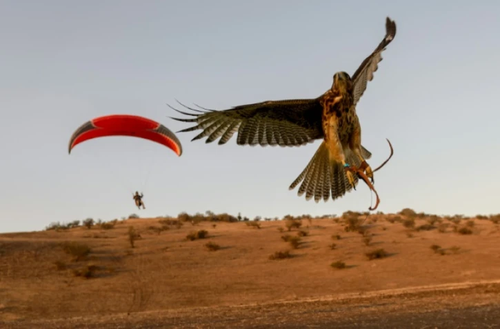 Le parapentiste chilien Ariel Marinkovic s'entraîne en compagnie de sa buse Hook, le 5 janvier 2019 à Santiago