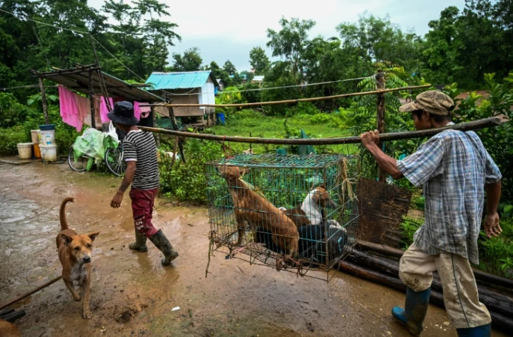 Des employés transportent dans une cage des chiens errants au refuge Thabarwa, le 9 juillet 2019 près de Rangoun, en Birmanie