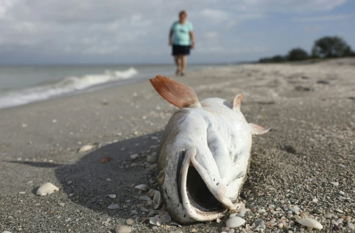 Le gouvernement de l'Etat de Nouvelle-Galles du Sud redoute une aggravation de la crise, avec des températures annoncées cette semaine à la hausse