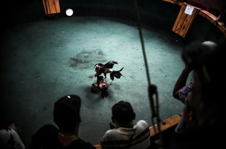 Combat de coqs à Caracas, le 20 janvier 2020