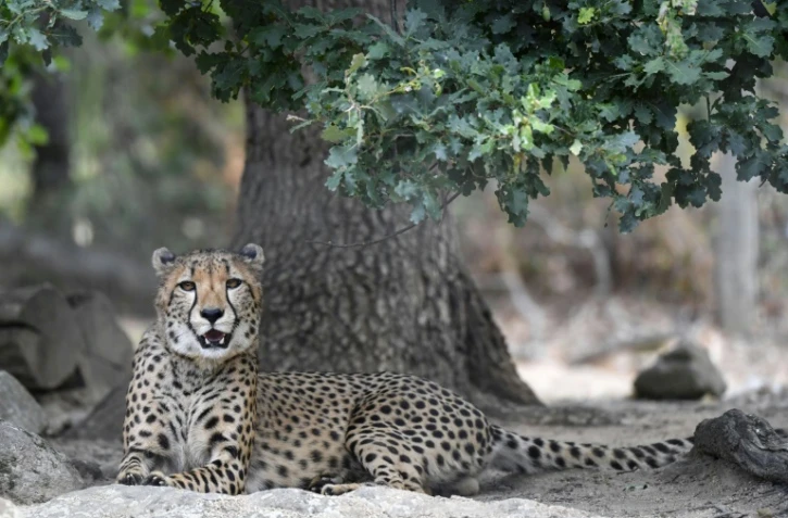 Un jeune guépard dans son enclos du zoo "Safari de Peaugres", le 13 août 2020 en Ardèche