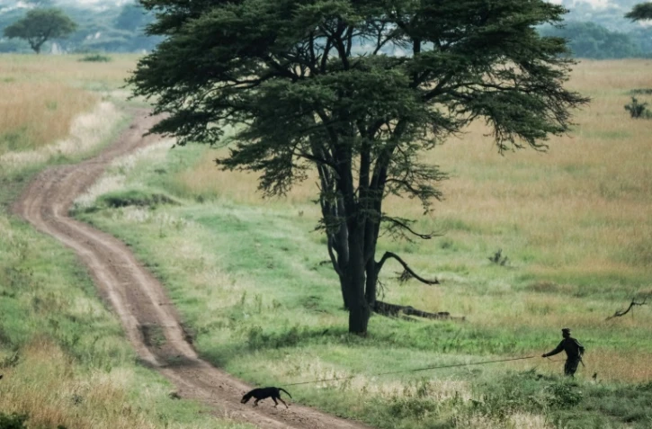 Un ranger et un chien à la chasse de braconnier dans la célèbre réserve du Maasai Mara, dans le sud du Kenya, le 24 janvier 2018