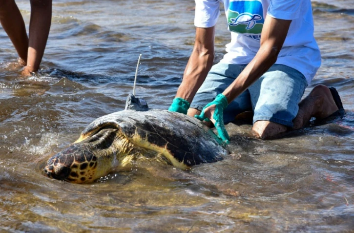 Une tortue d'une espèce protégée est relâchée sur la côte de Sfax, dans le centre-est de la Tunisie, le 15 octobre 2023