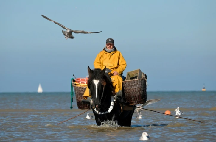 Un pêcheur à cheval tire ses filets à crevettes à Oostduinkerke, sur la mer du Nord, le 24 octobre 2024 en Belgique