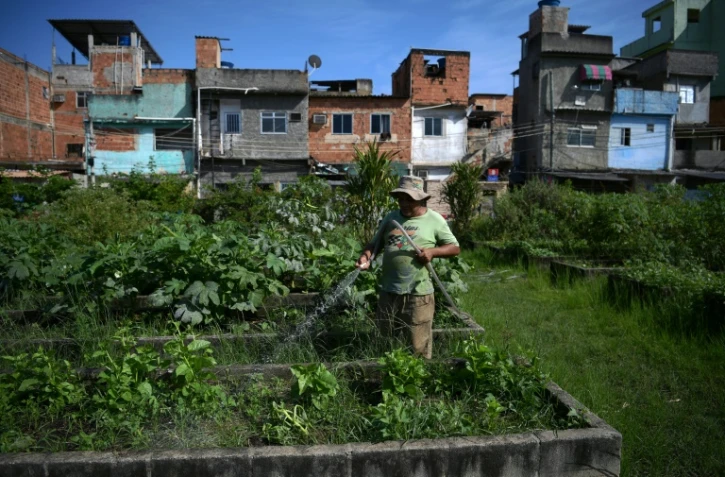 Un homme arrose des légumes bio, cultivés dans un immense potager urbain, au coeur d'une favela de Rio de Janeiro, le 4 mai 2022 au Brésil