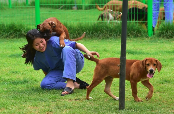 Une des chercheuses de Sooam Biotech Research Foundation joue avec des chiens clonés à Séoul, le 29 juin 2016