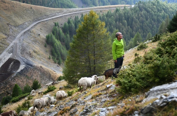 Pascal Gomes, un informaticien en congé sabbatique, surveille les 650 brebis dont il a la charge, dans un alpage des Alpes-de-Haute-Provence.