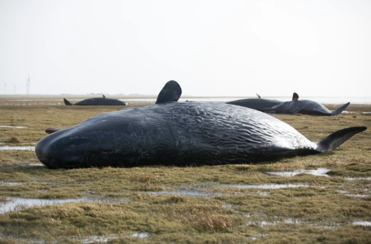 Une baleine échouée en Allemagne, le 3 février 2016. Vingt-sept baleines se sont échouées sur une plage du nord du Mexique, et seules trois ont survécu