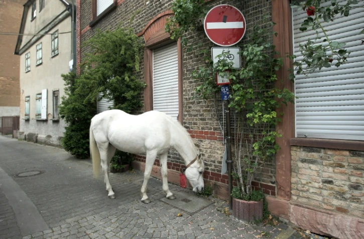 La jument Jenny, 2 ans, se promène à Fechenheim, près de Francfort, le 28 avril 2020 en Allemagne