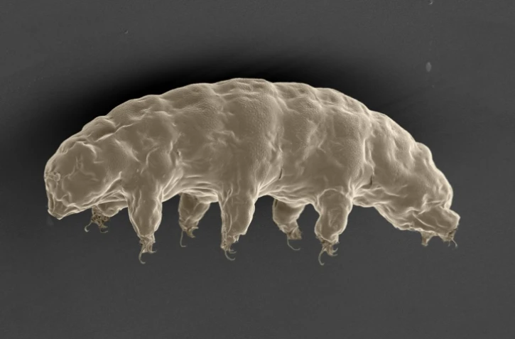 Une protéine fabriquée par le minuscule tardigrade, probablement l'animal le plus indestructible de la planète, pourrait protéger l'ADN humain des rayons X, selon des chercheurs japonais