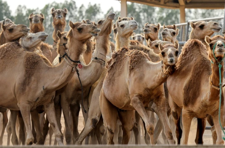 Des chameaux clonés dans un enclos du Centre de reproduction biotechnologique de Dubaï, le 4 juin 2021 aux Emirats arabes unis