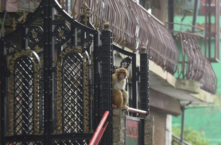 Un singe assis à l'entrée d'une maison, le 30 août 2020 à Shimla, en Inde