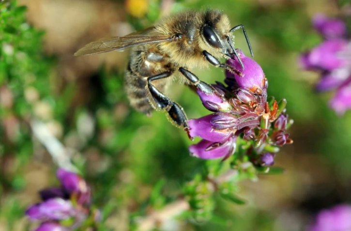 Une abeille noire butine une fleur le 06 juillet 2010 sur l'île d'Ouessant dans le Finistère